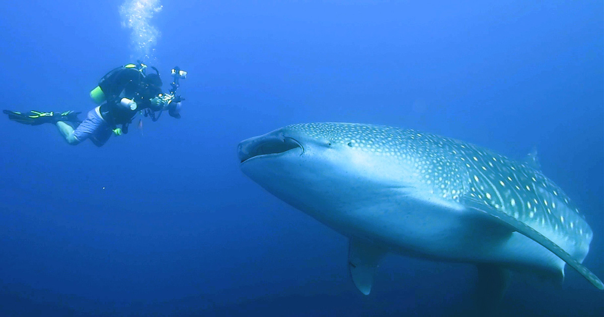 What’s it like to encounter a whale shark in the deep blue?